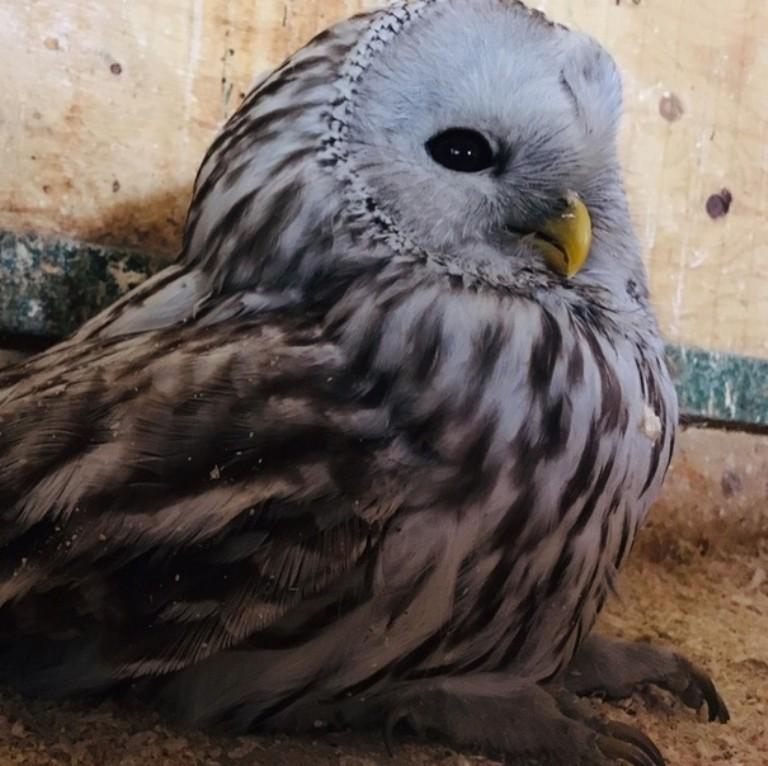 В Иркутске полицейские спасли сову, пострадавшую от нападения ворона и кошек