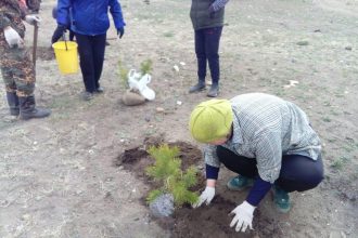 В местности Волчья Падь в Еланцах посадили 250 саженцев сосны