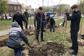 В Правобережном округе Иркутска высадили 60 деревьев
