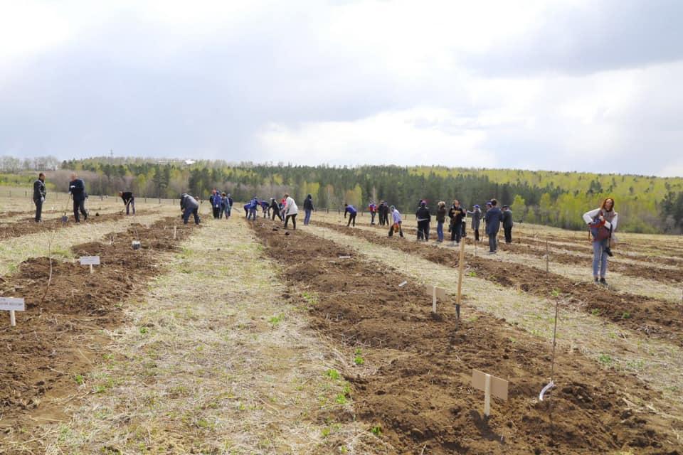 Яблоневый сад высадили на 17-м километре Качугского тракта