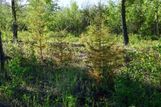 Деревья сохнут в лесах вблизи братских заводов
