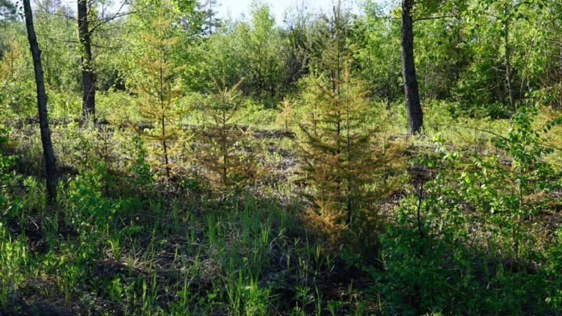 Деревья сохнут в лесах вблизи братских заводов