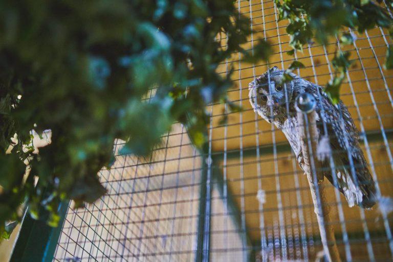 Иркутская зоогаллерея в июле начнет перевозить животных на территорию ТЦ "Фортуна"