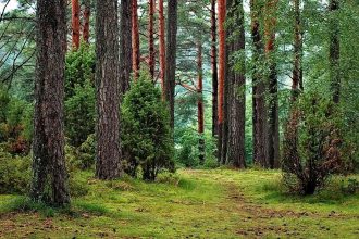 Леса в заказнике Эдучанский в Усть-Илимском районе были незаконно отнесены к категории эксплуатационных