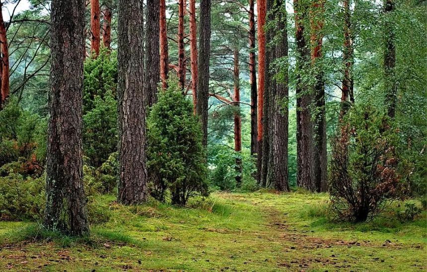 Леса в заказнике Эдучанский в Усть-Илимском районе были незаконно отнесены к категории эксплуатационных