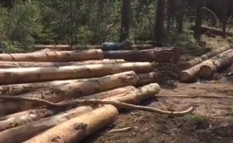 Мигранты вырубили лес на 2 миллиона рублей в Чунском районе