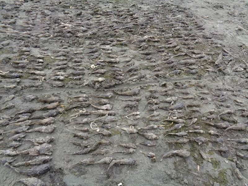 На Байкале зафиксирована массовая гибель рыбы