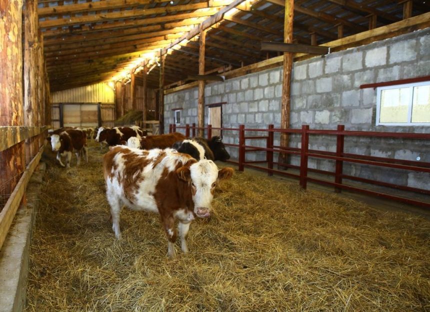 Новые семейные молочные животноводческие фермы появятся в четырех районах Иркутской области