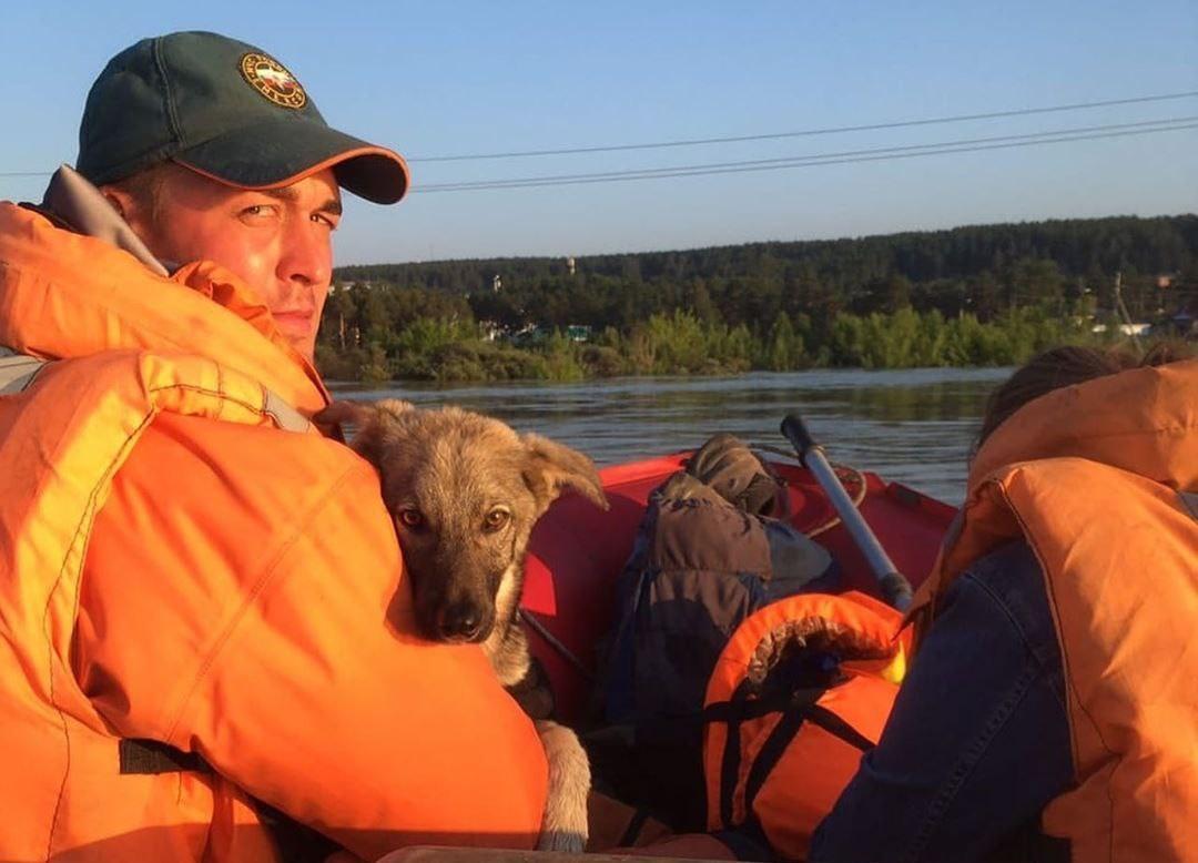 Сотрудники МЧС и питомника К-9 спасают собак из затопленного Тулуна. Видео и фото