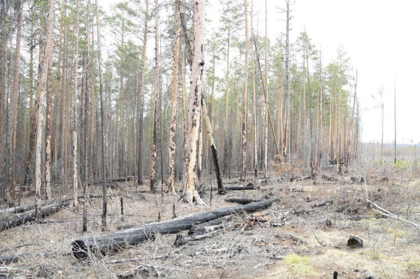 В правительстве Иркутской области сообщили, что обеспокоены задержанием министра лесного комплекса