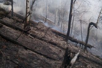 В Тункинском нацпарке с начала пожароопасного периода сгорело 559 гектаров леса