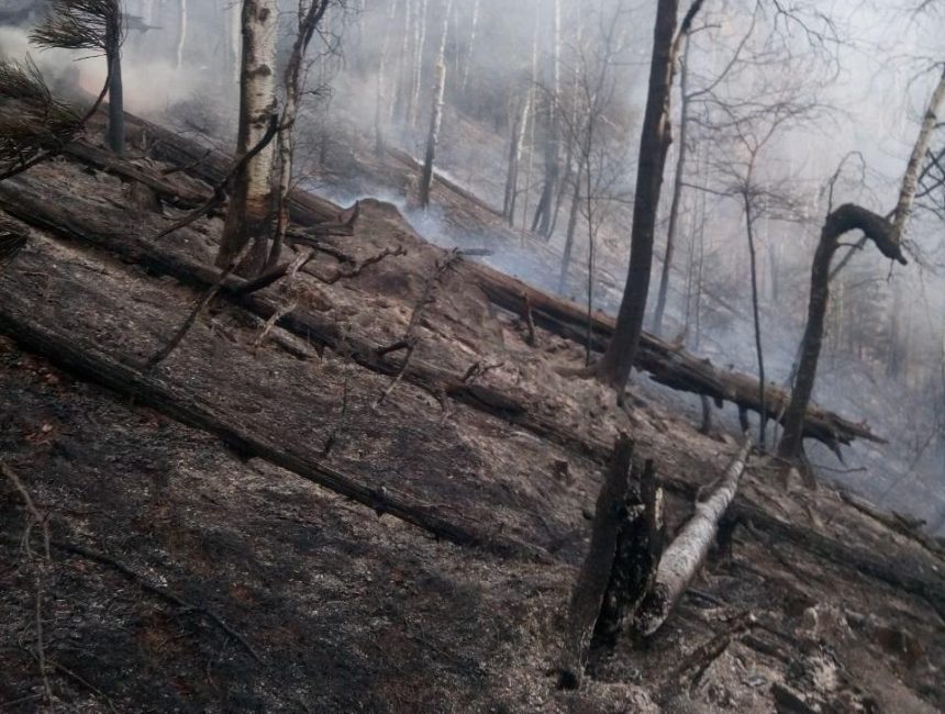 В Тункинском нацпарке с начала пожароопасного периода сгорело 559 гектаров леса