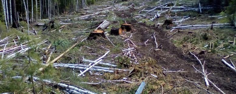 95 гектаров леса вырубила организация под видом геологических работ недалеко от села Савватеевка