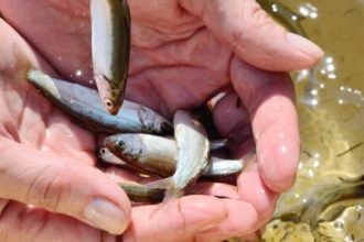 Более 10 тысяч мальков пеляди выпустят в Братское водохранилище для восстановления экологического баланса после стройки дороги к деревне Шотой