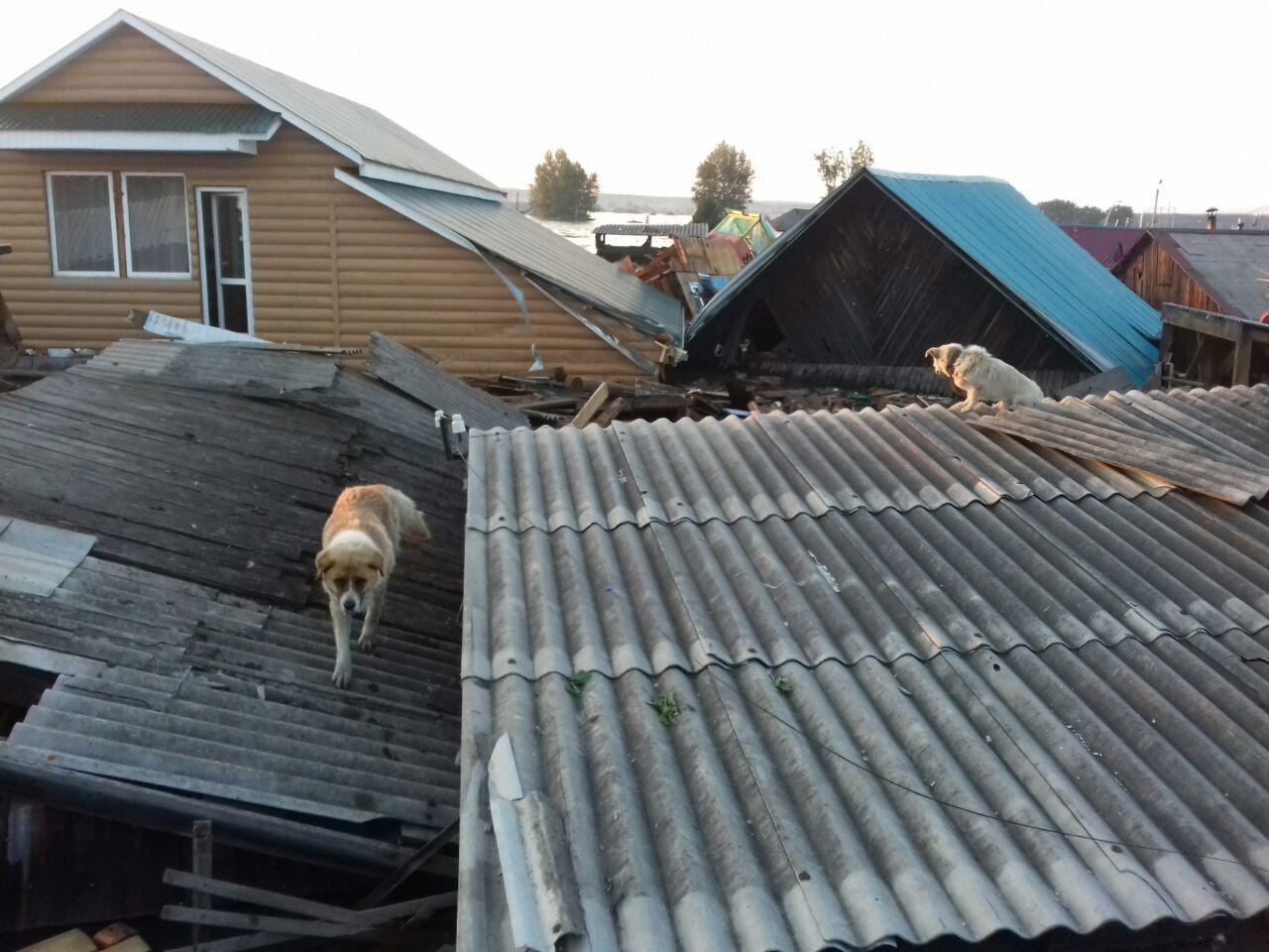 Кадры спасения животных в Тулуне. И фото вывезенных из зоны бедствия собак уже в Иркутске