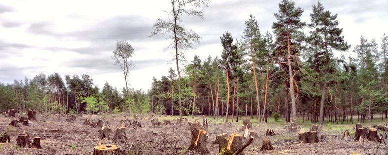 Санитарная рубка реликтовых лесов заказника «Туколонь» признана незаконной