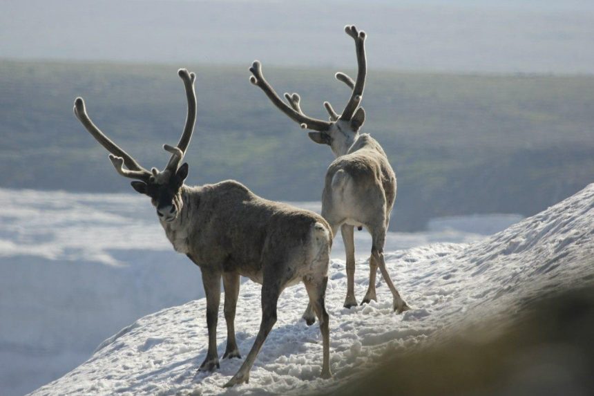 23 особи дикого северного оленя, занесенного в Красную книгу, проживает в Байкальском заповеднике