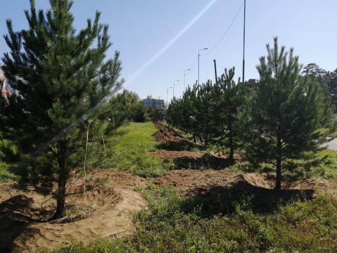 Более 100 деревьев высадят по улице Космонавтов в Ангарске