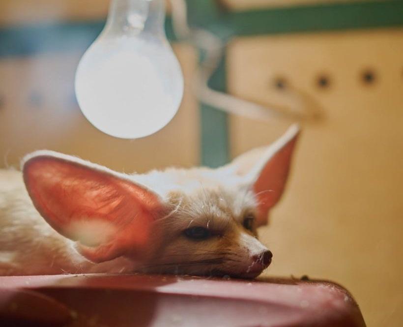 Иркутская зоогалерея начинает перевозить животных