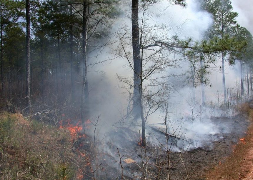 Количество природных пожаров в регионе увеличилось