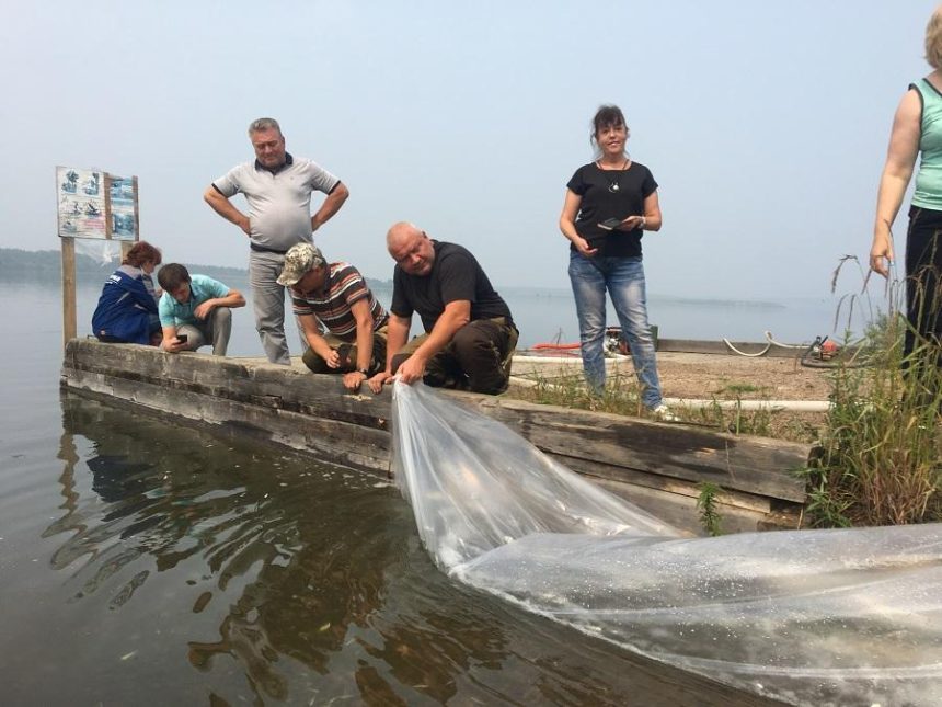 Коршуновский ГОК выпустил полмиллиона мальков пеляди в Усть-Илимское водохранилище