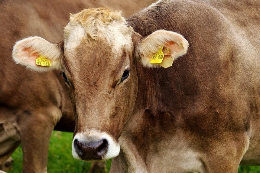 Уголовное дело по факту хищения поголовья домашнего скота возбудили в Черемхово