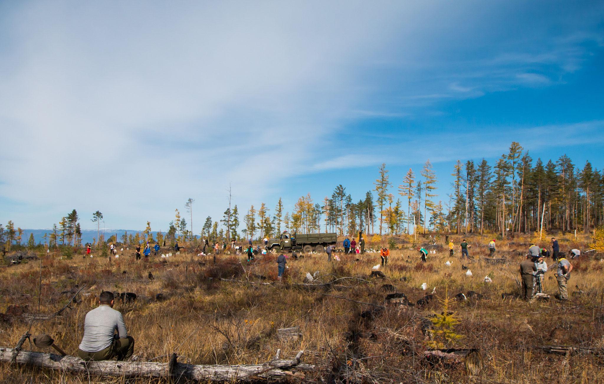 25 тысяч саженцев сосны и лиственницы высадили на Ольхоне