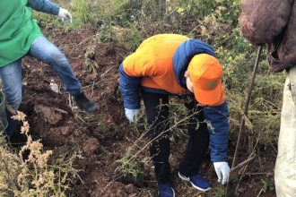 Четвероклассники в Братске высадили 600 саженцев в районе Порожского кольца