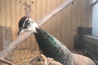 Детеныш павлина вылупился в Иркутской зоогалерее