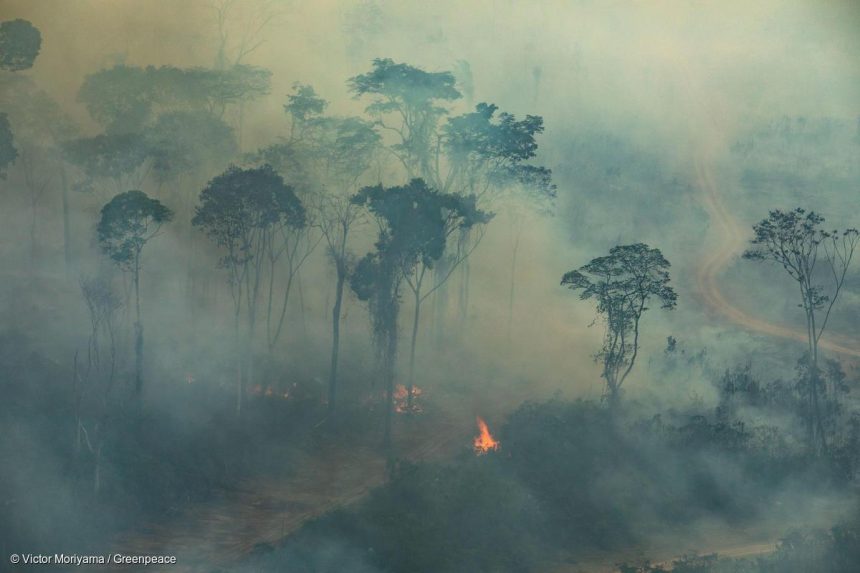 Greenpeace: сибирские пожары не прошли даром для всей планеты