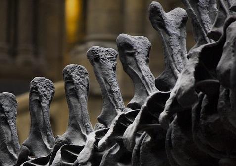 Иркутские ученые обнаружили в Бурятии кости динозавра