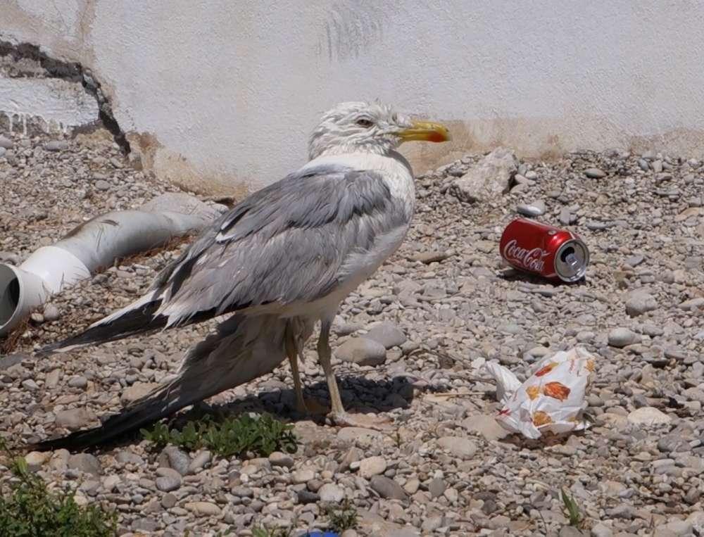 Иркутян приглашают на кинопоказы социально-экологических документальных фильмов