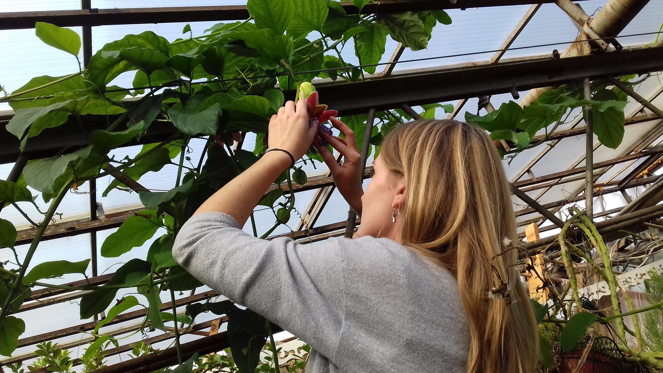 Распустившиеся бутоны каких цветов можно увидеть в Иркутском ботаническом саду сейчас?