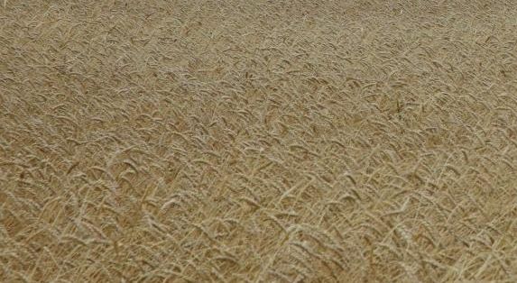 Заканчивается уборка урожая зерновых и зернобобовых культур в Иркутской области