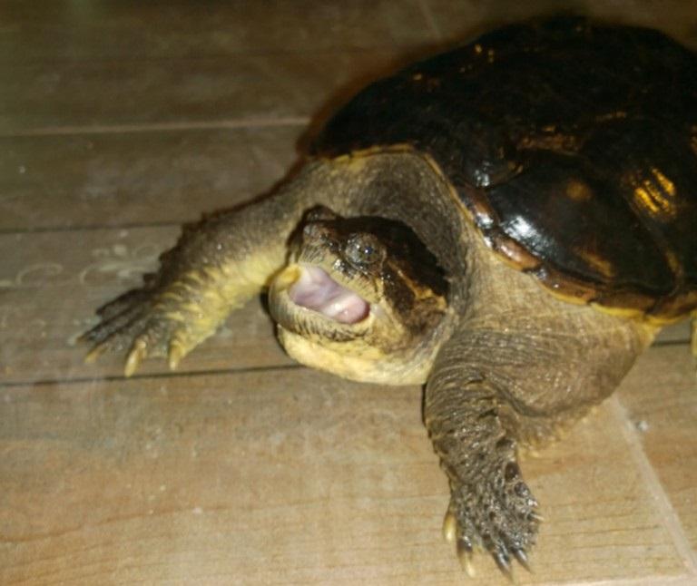 Иркутская зоогалерея продает черепаху, чтобы оплатить счета