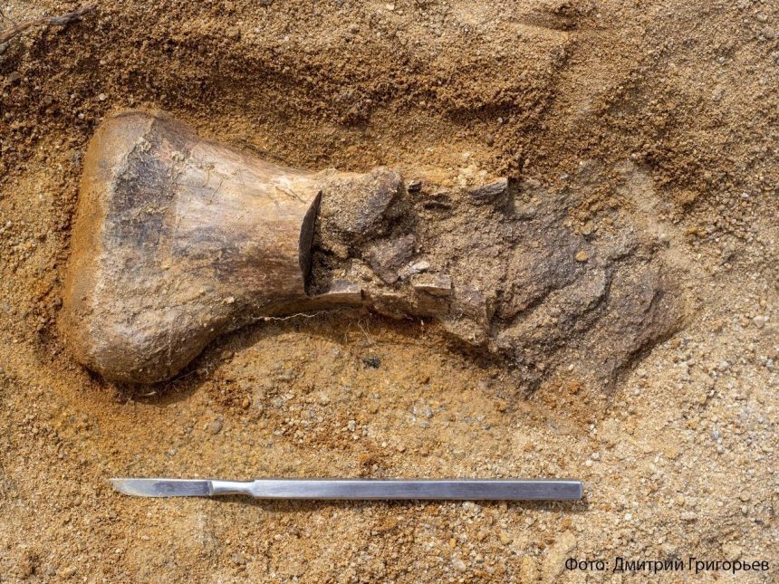 Кости динозавров обнаружили на территории Гусиного озера в Бурятии
