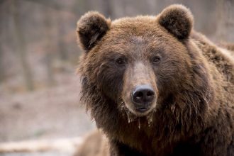 Медведь задрал мужчину на веранде его дома в поселке Витимский