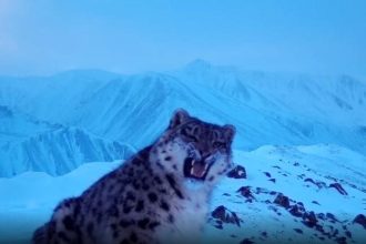 Снежный барсенок Гагарин попал в фотоловушки на Восточном Саяне