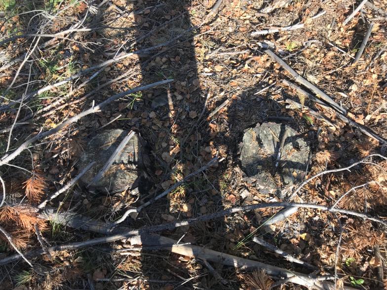 Черные лесорубы вырубили деревья на 16 миллионов рублей в Аларском и Заларинском районах Приангарья