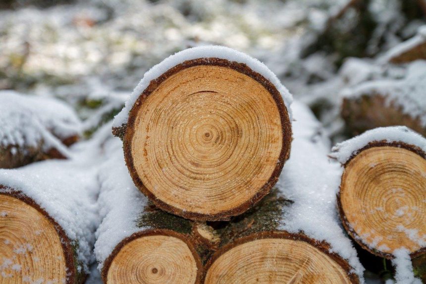 Контрабанду леса на 50 миллионов рублей пресекли в Иркутской области