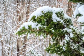 11 февраля в некоторых районах Иркутской области ожидаются мокрый снег и метели