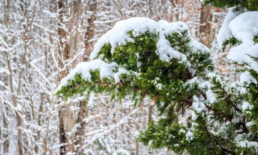 11 февраля в некоторых районах Иркутской области ожидаются мокрый снег и метели