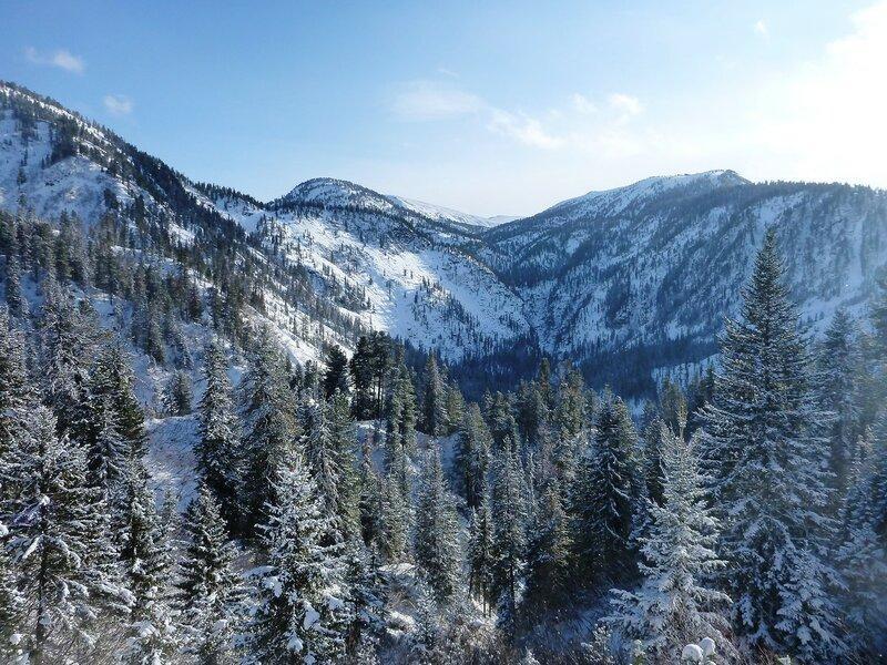 Эпидемическая вспышка бактериальной водянки несет угрозу темнохвойным лесам Хамар-Дабана