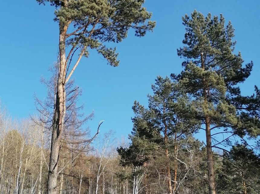 Прокуратура намерена полностью запретить вырубку лесов вблизи Байкала