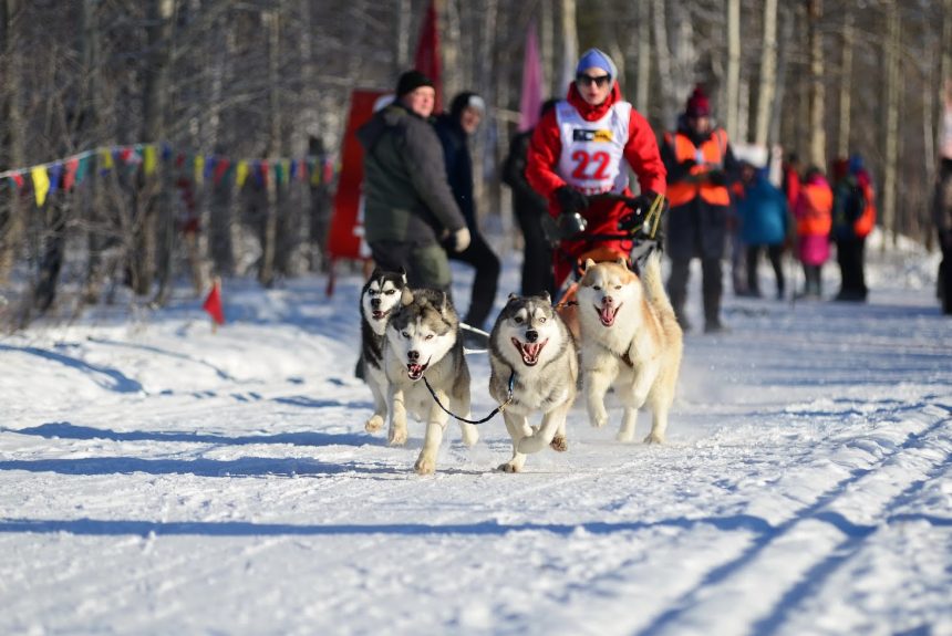 Гонки на собачьих упряжках пройдут в Иркутской области c 6 по 9 марта