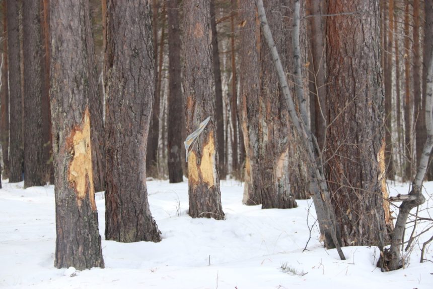 Черные лесорубы заготовили древесины более чем на 700 млн рублей в Иркутской области