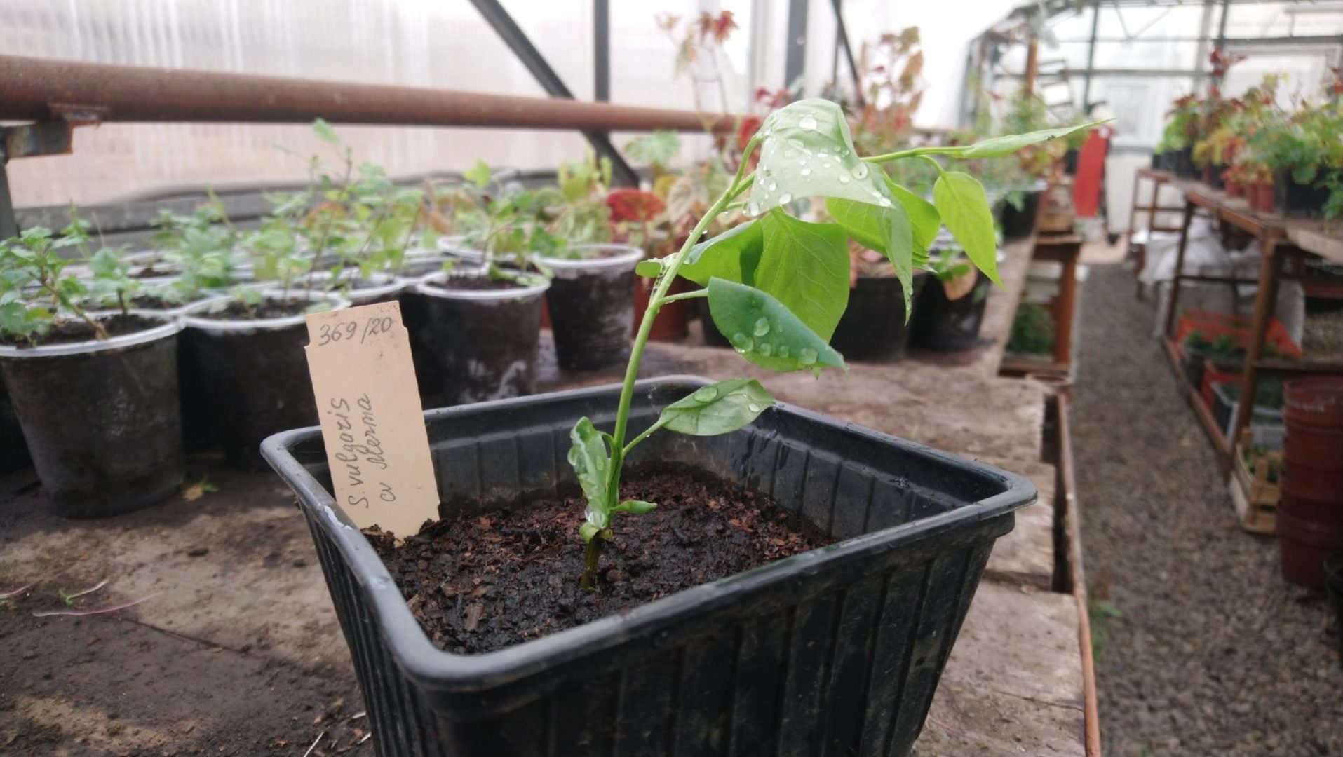 Иркутский ботанический сад получил первые саженцы сирени для сирингария