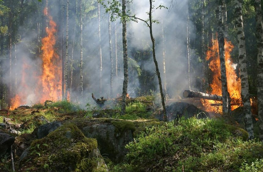 Особый противопожарный режим в лесах на юге Приангарья введут с 1 апреля