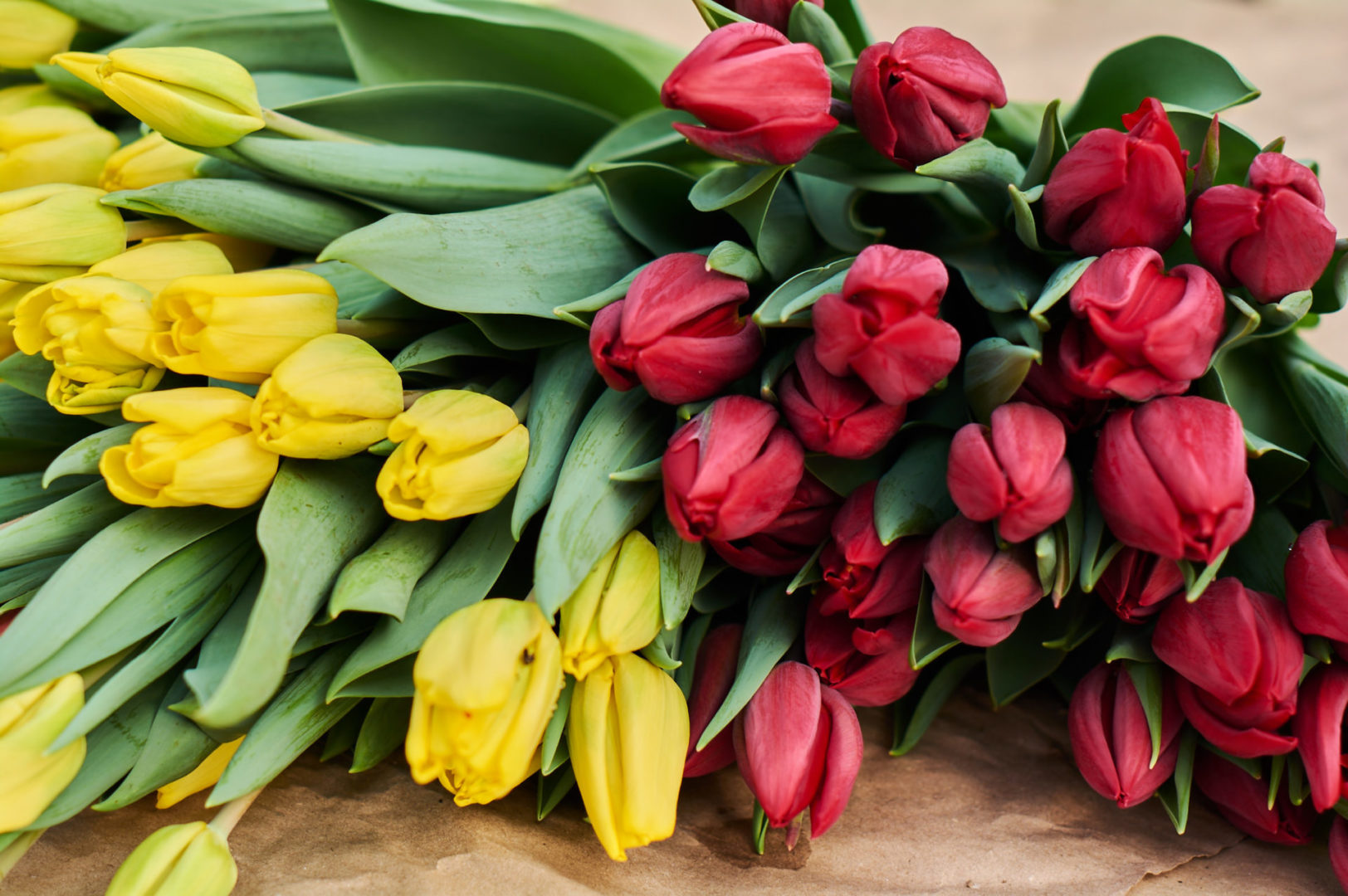 Правильные тюльпаны к 8 Марта