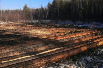 В Тункинском нацпарке незаконно вырубили лес на миллион рублей